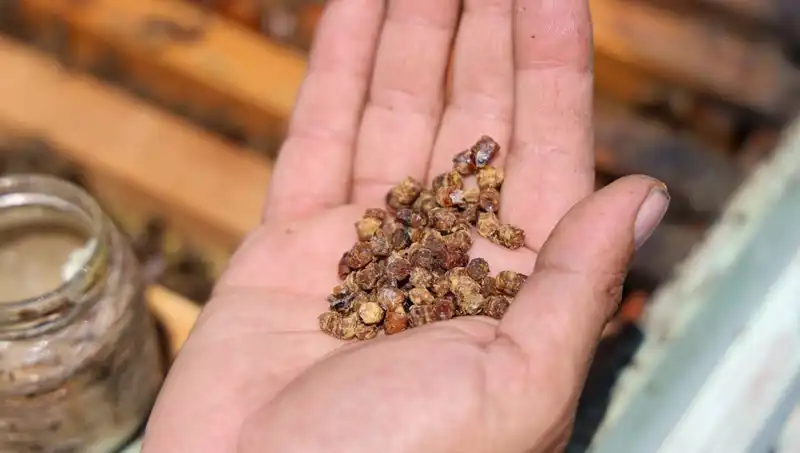 Eskiden Değersizdi, Şimdi 3 Bin TL’den Alıcı Buluyor: Protein Zenginidir!