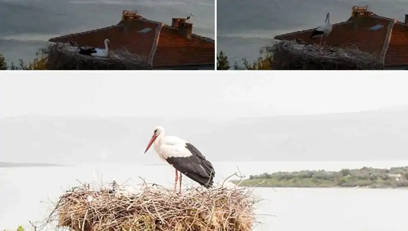 Yaren Leylek'ten Deprem Uyarısı: Doğa Önceden Hissetti!