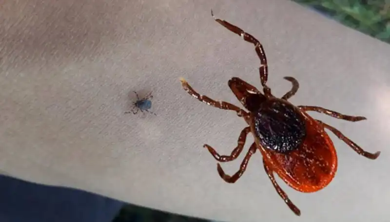 Kene Kabusuyla Mücadelede Yeni Gelişmeler: Bir Hayat Daha Kaybedildi
