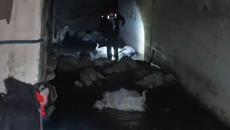Keskin Kokusuyla Hayvanları Telef Eden Gizemli Madde Ne Oluyor?
