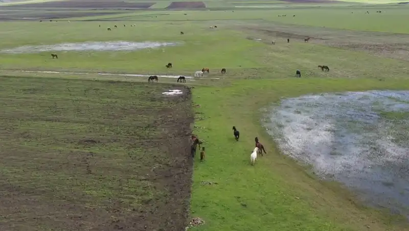 Kars'ta Yılkı Atlarının Eşsiz Güzelliği Doğayla Buluşuyor