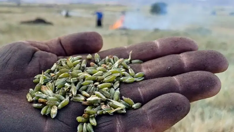 Firik Sezonu Türkiye'de Kapılarını Açtı: Eşsiz Lezzetiyle Göz Dolduruyor