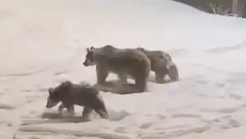 Anne ve Yavru Ayılar Doğanın Kalbinde Yiyecek Aramaya Çıktı