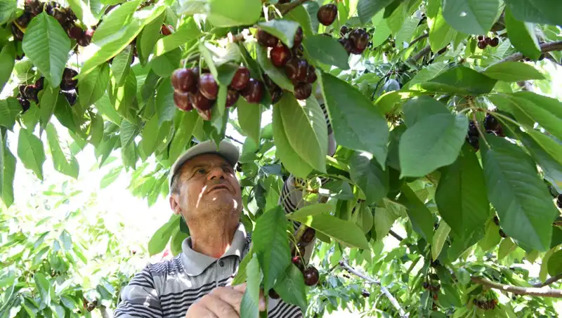 Lapseki Devrinin Büyüleyici Hikayesi: Çay Bardağına Sığmayan Devasa Olta