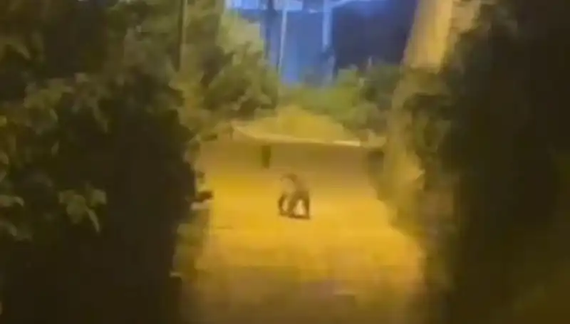 Gümüşhane'de Şehir Merkezine İnen Ayı Görüntüleri Gündem Oluyor