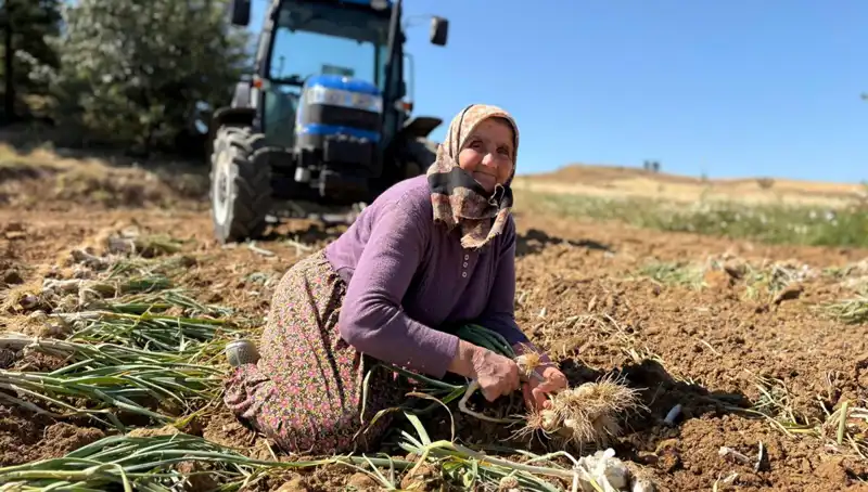 Selenyum Zengini Tarım: Günde Bin 200 Liraya Hasat Edilen Gıdalar