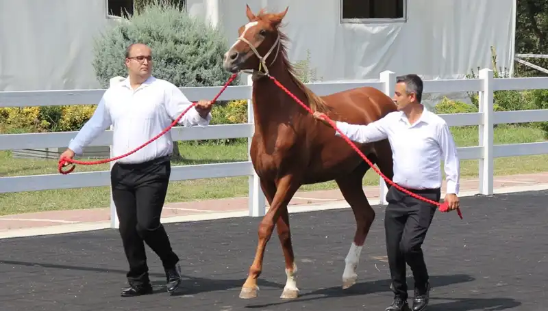 Rekor "Taşkın Kral"ın Efsanesi: Su Sporlarının Bilinmeyen Yüzleri