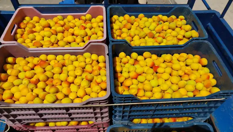 İlk Hasat Heyecanı: 500 TL'den Satılan Ürünlerin Hikayesi
