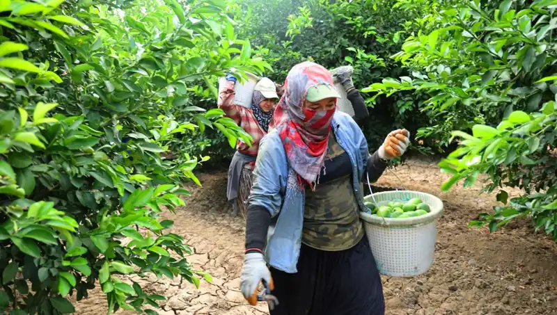 Markette Patates Kilosu 150 TL'yi Geçti, Fiyatlar Düşüşe Geçiyor!