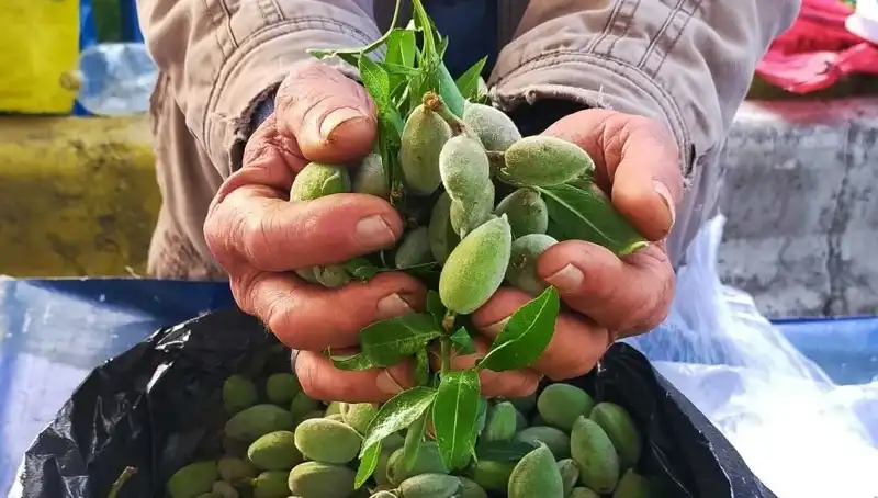 Baharın Müjdesi: Pazar Tezgahlarında Taze Fidanlar Kilosu 250 TL