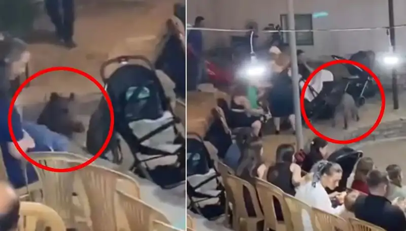 Düğün Töreninde Yaban Domuzu Şoku: Davetliler Panik İçinde Kaçıştı