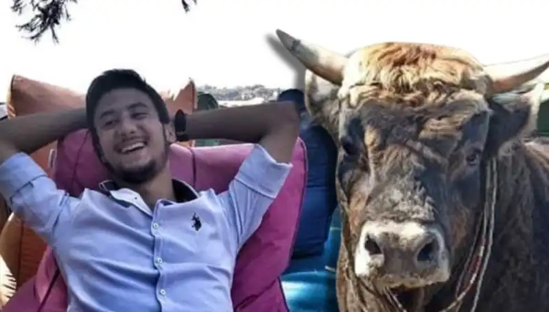 Aydın'da Güreş Boğası Korkunç Bir Olayda Can Aldı!