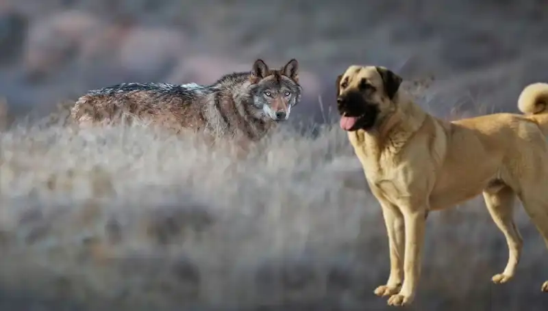 Kangal Köpeği Talepleri Artıyor: Nedeni Kurt Popülasyonundaki Artış mı?