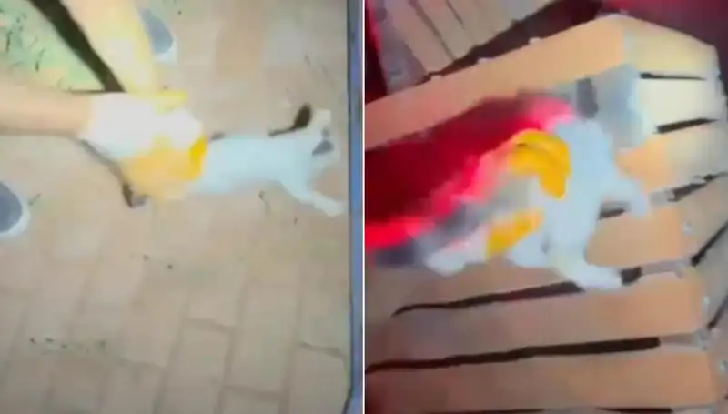 Gece Yarısı İtfaiye Ekipleri Tarafından Kedi Kurtarma Operasyonu