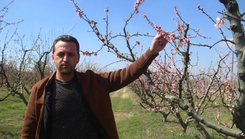 Don Olayı, Çiçek Açan Ağaçları Tehdit Ediyor: Bahar Alarmı!