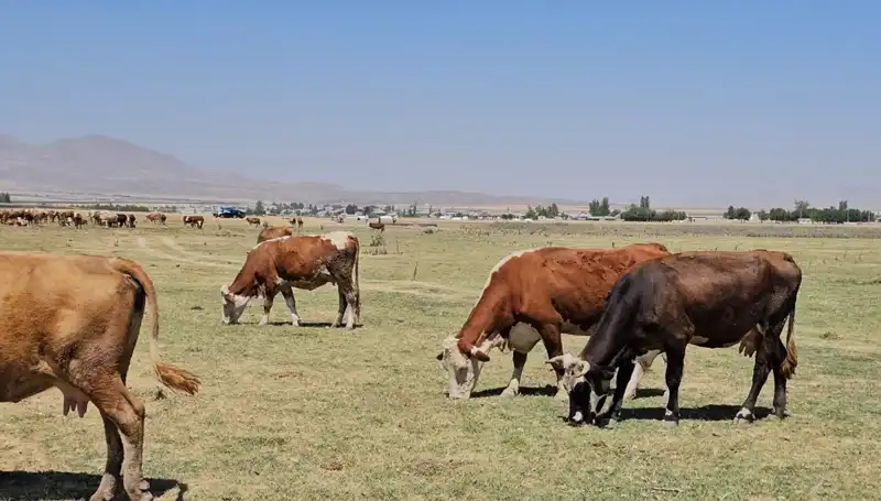 Arin Gölü’nün Kuruması: Su Kıtlığı Felaketi Kapıda