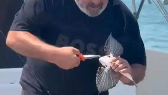 Saros Koyu'nda Nadir Görülen Kırlangıç Balığı Oltaya Takıldı, Avcıları Şaşırttı!