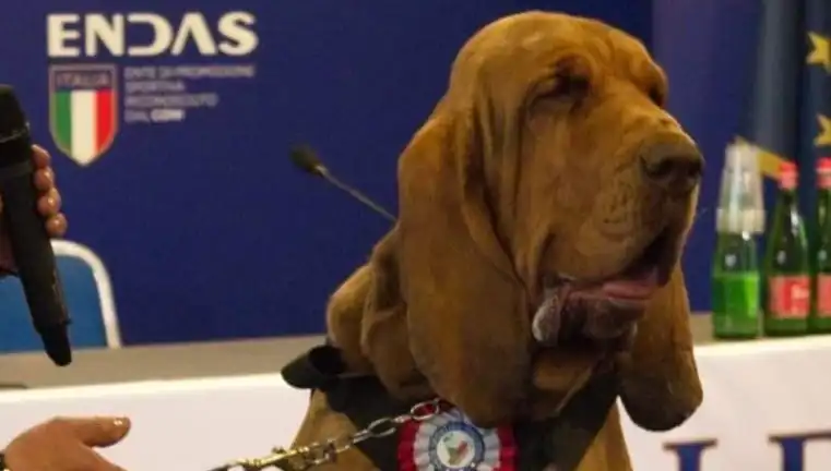 Arama Köpeğine Yönelik Şok Edici Suikast: Çivili Sosisle Hayatına Son Verildi